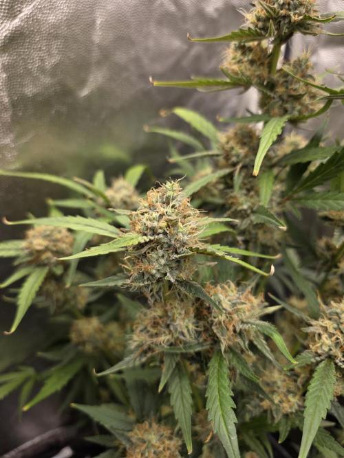 Bruce Banner Auto. Week 11