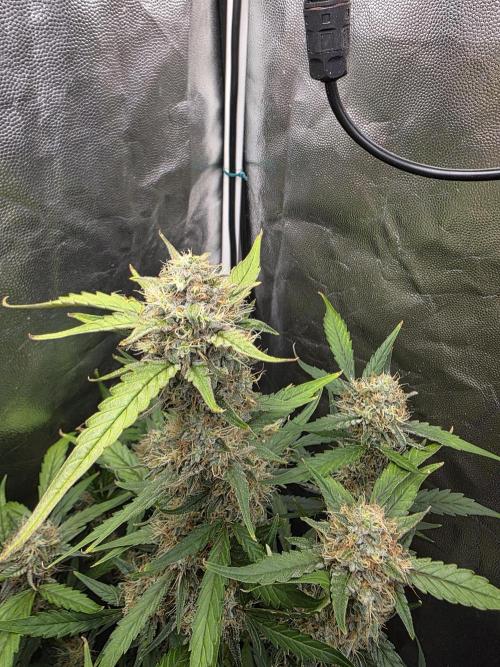 Bruce Banner Auto. Week 11