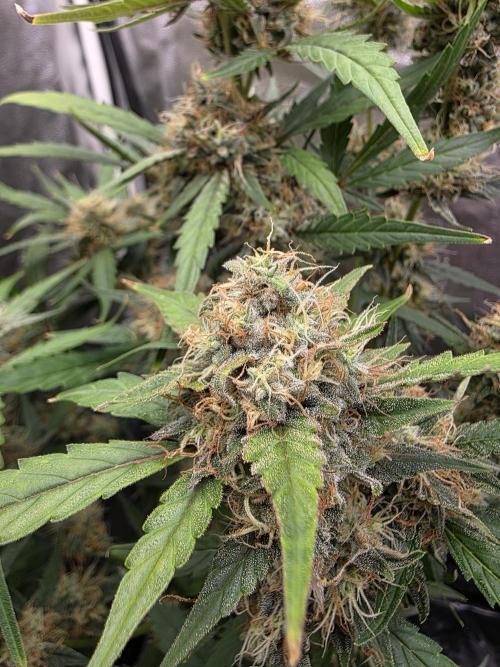 Bruce Banner Auto. Week 11