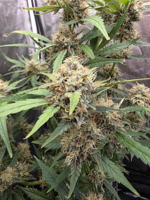 Bruce Banner Auto. Week 11