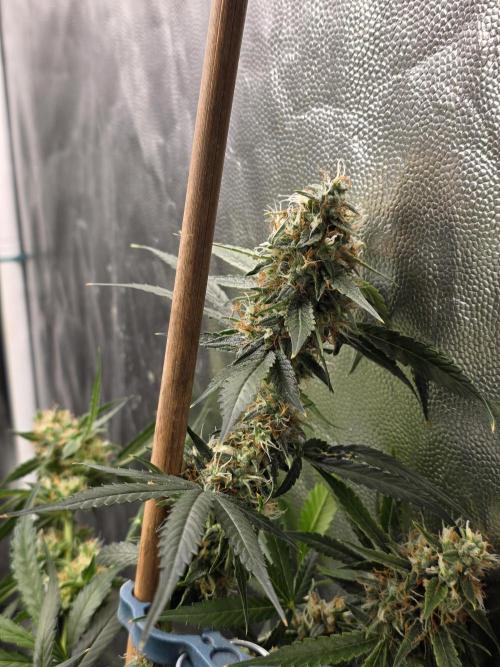 [2nd Run] Sweet Cheese Auto. Week 11