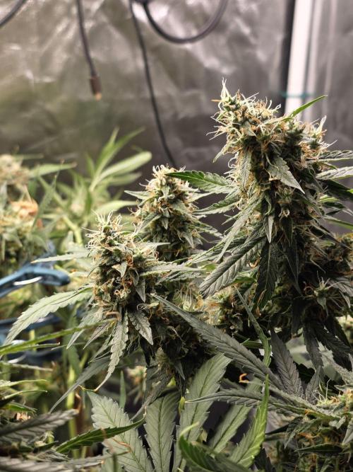 [2nd Run] Sweet Cheese Auto. Week 11