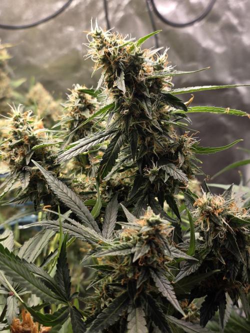 [2nd Run] Sweet Cheese Auto. Week 11