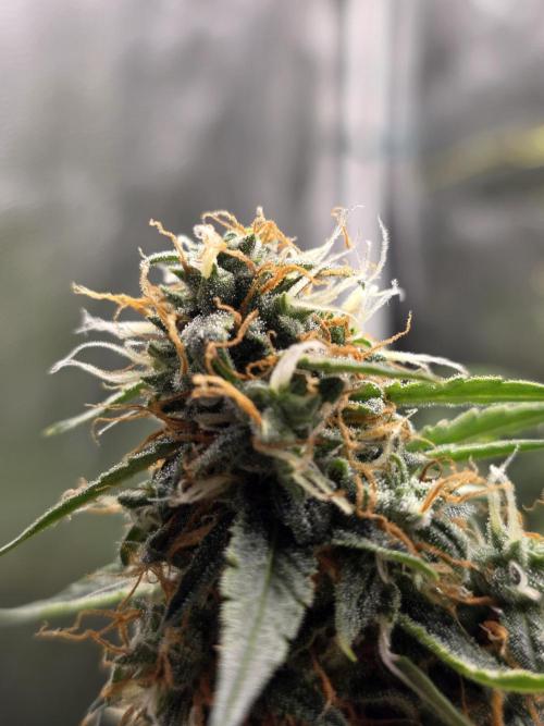 [2nd Run] Sweet Cheese Auto. Week 11