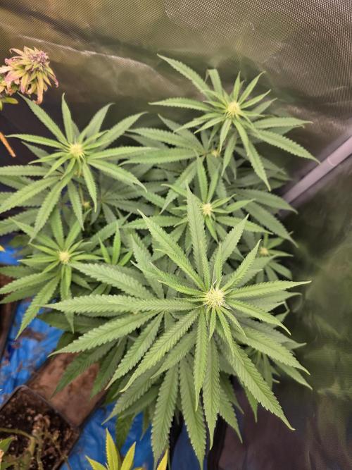 Gelonade. Week 10