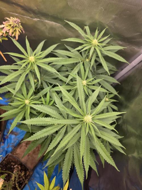 Gelonade. Week 10