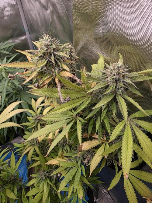 Blue zushi. Week 23