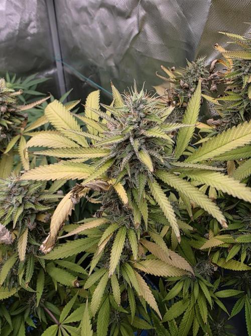 Blue zushi. Week 23