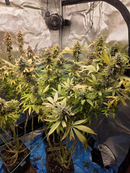 Blue zushi. Week 23