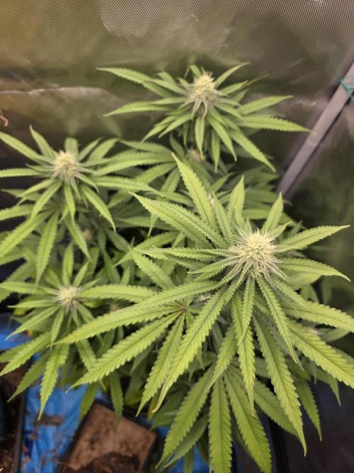 Gelonade. Week 11