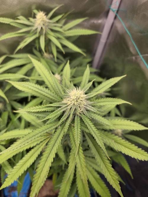 Gelonade. Week 11