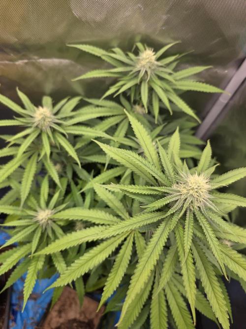 Gelonade. Week 11