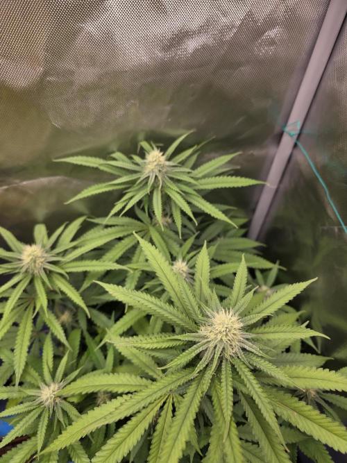 Gelonade. Week 11
