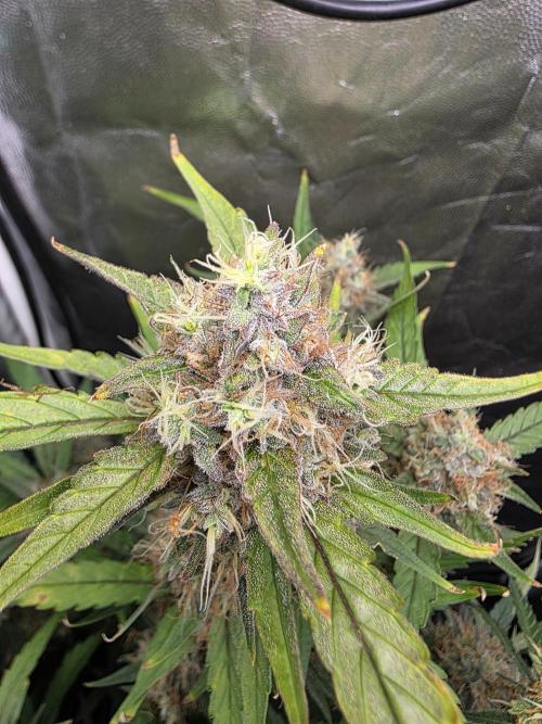 Blue zushi. Week 24