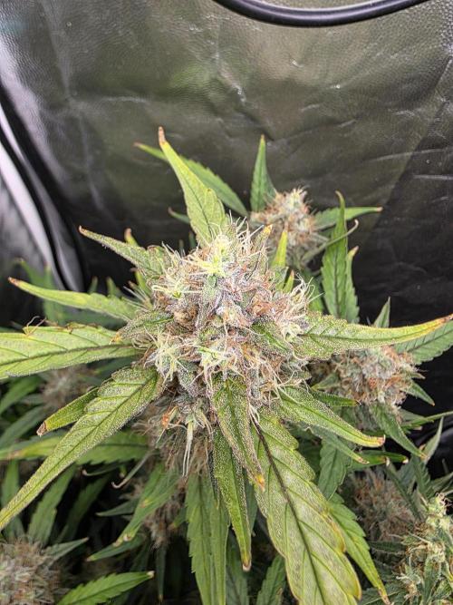 Blue zushi. Week 24