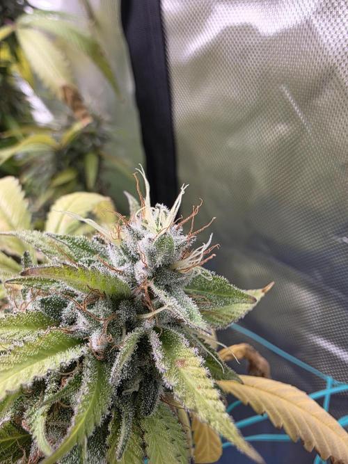 Blue zushi. Week 24