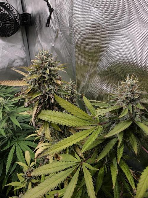 Blue zushi. Week 24