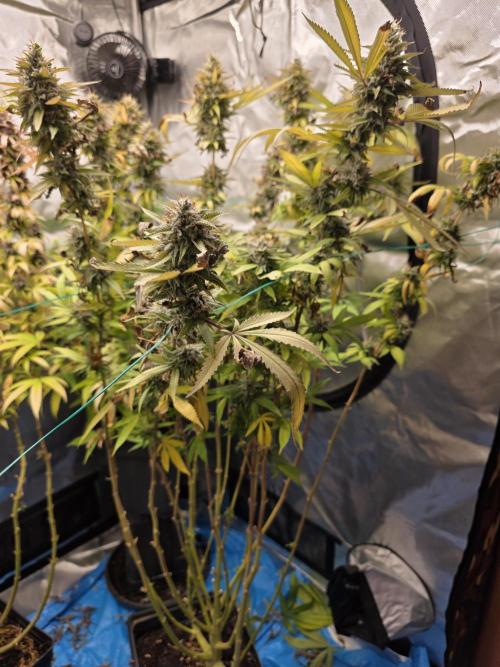 Blue zushi. Week 24