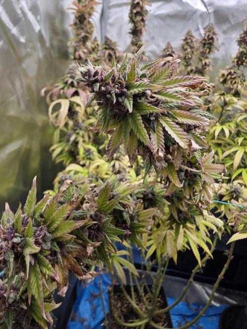Sour Fruit Tartare F1 - #8. Week 24