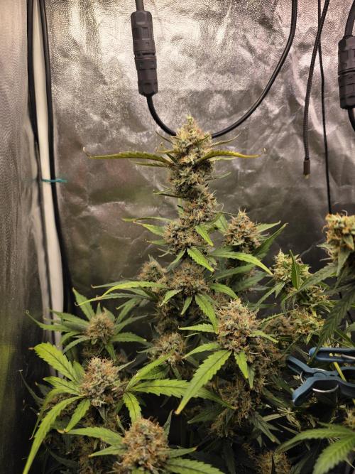 Bruce Banner Auto. Week 12