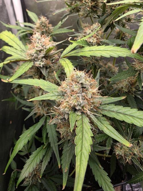Bruce Banner Auto. Week 12