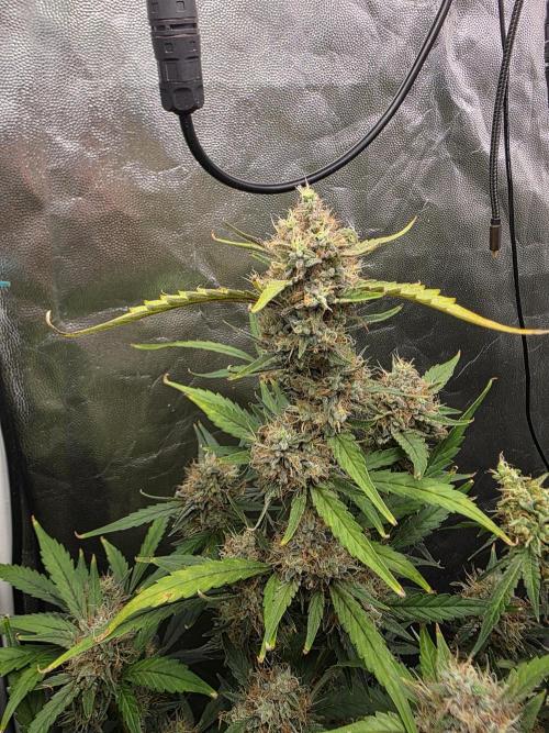Bruce Banner Auto. Week 12