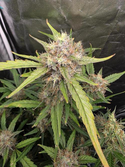 Bruce Banner Auto. Week 12