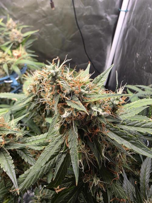 [2nd Run] Sweet Cheese Auto. Week 12