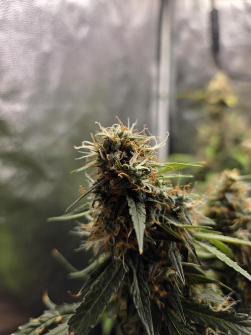 [2nd Run] Sweet Cheese Auto. Week 12