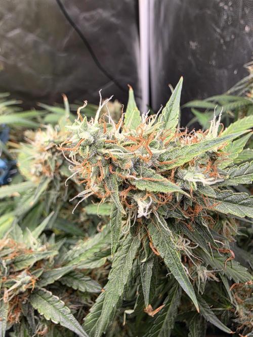 [2nd Run] Sweet Cheese Auto. Week 12