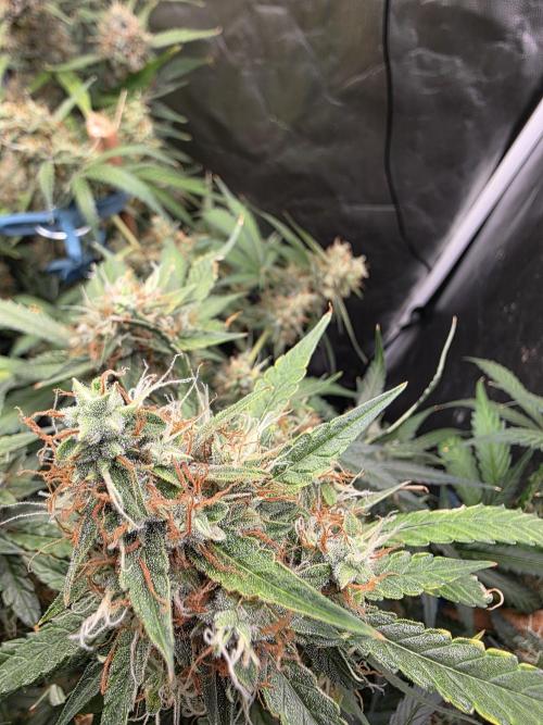 [2nd Run] Sweet Cheese Auto. Week 12