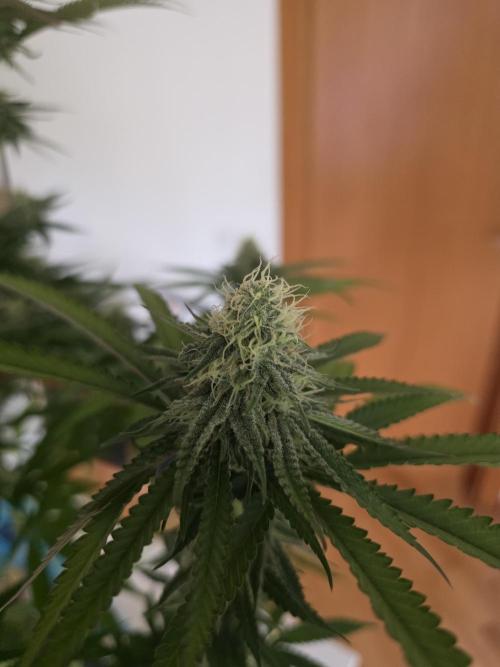 Gelonade. Week 12