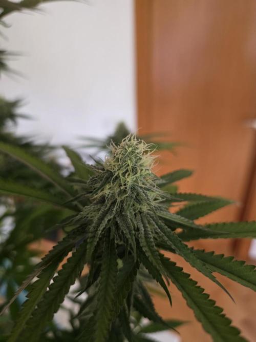 Gelonade. Week 12
