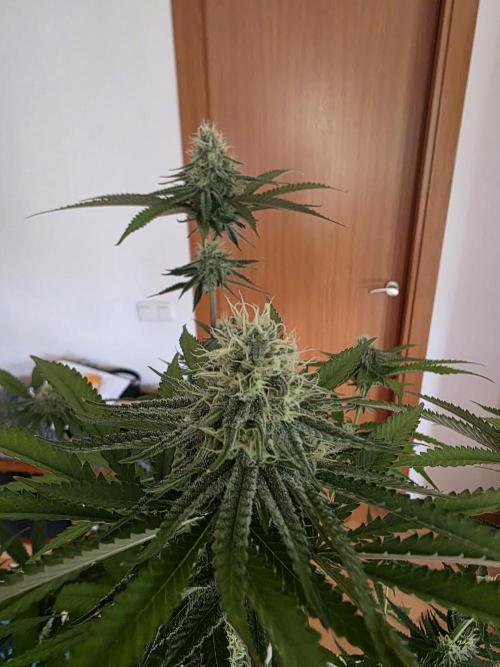 Gelonade. Week 12