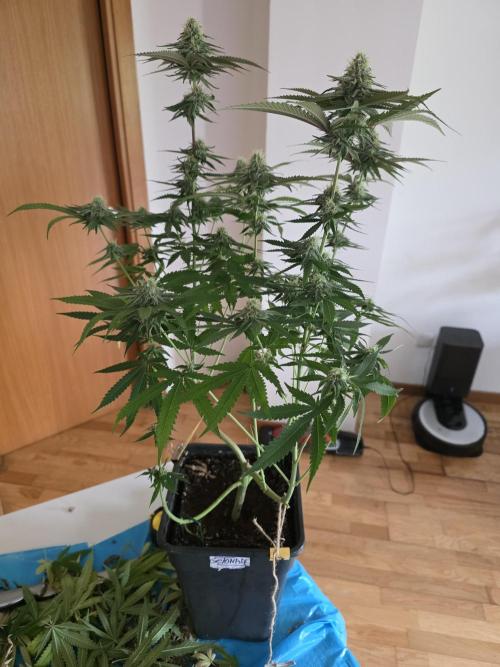 Gelonade. Week 12