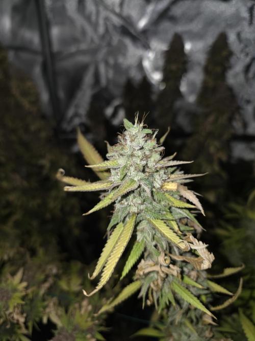 Blue zushi. Week 25