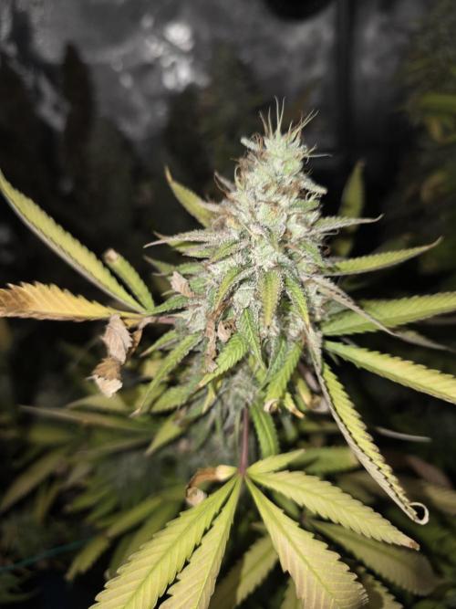 Blue zushi. Week 25