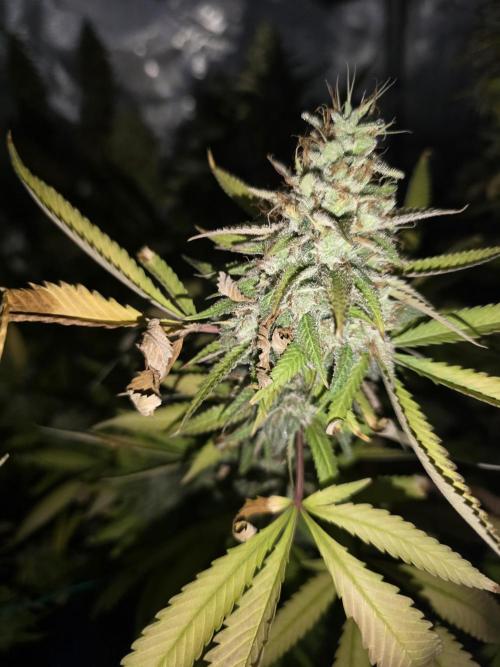 Blue zushi. Week 25