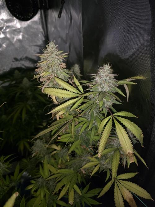 Blue zushi. Week 25