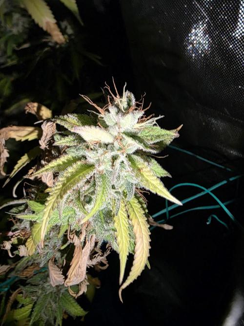 Blue zushi. Week 25
