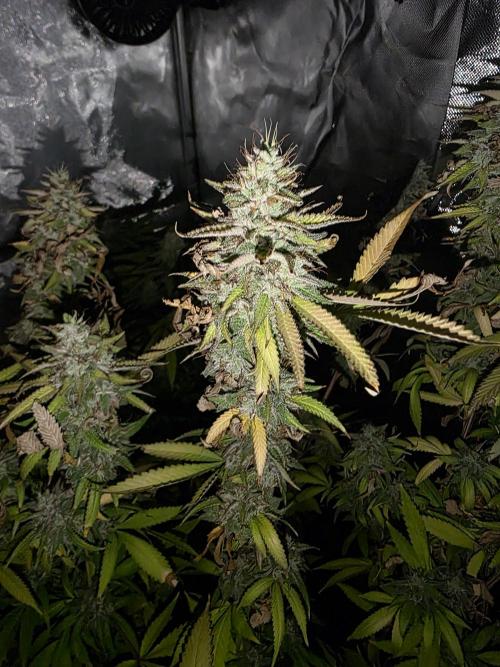 Blue zushi. Week 25