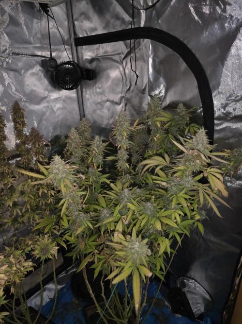 Blue zushi. Week 25