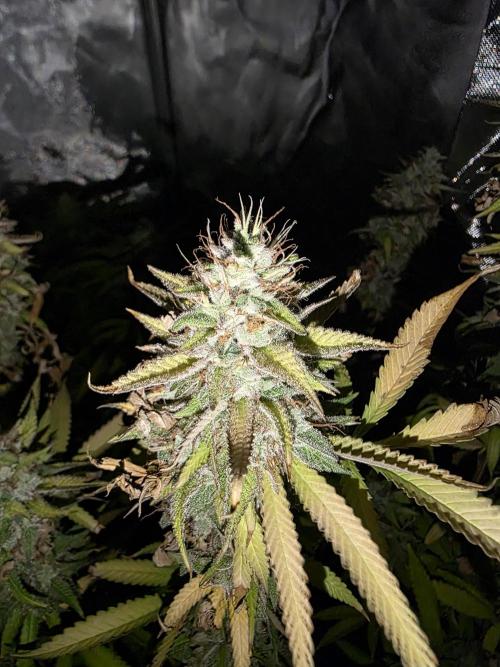 Blue zushi. Week 25