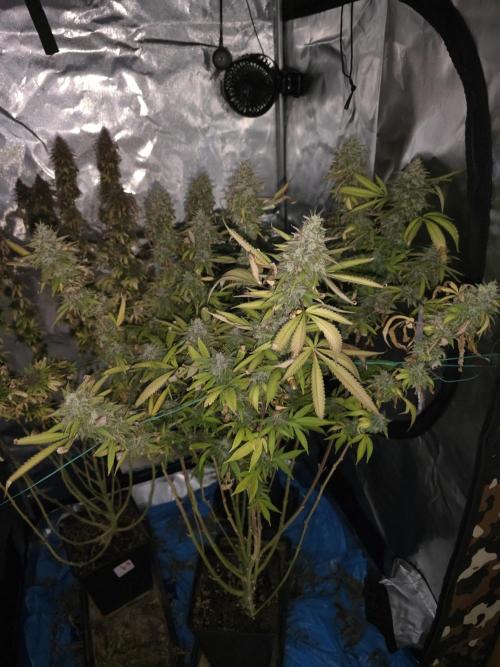 Blue Zushi. Week 25