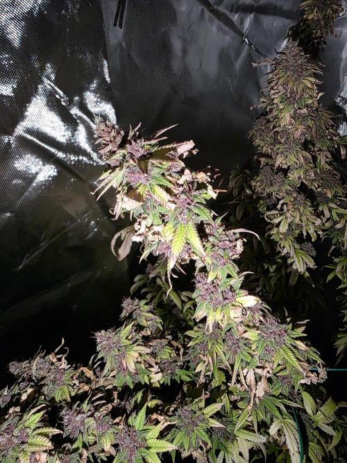 Sour Fruit Tartare F1 - #8. Week 25
