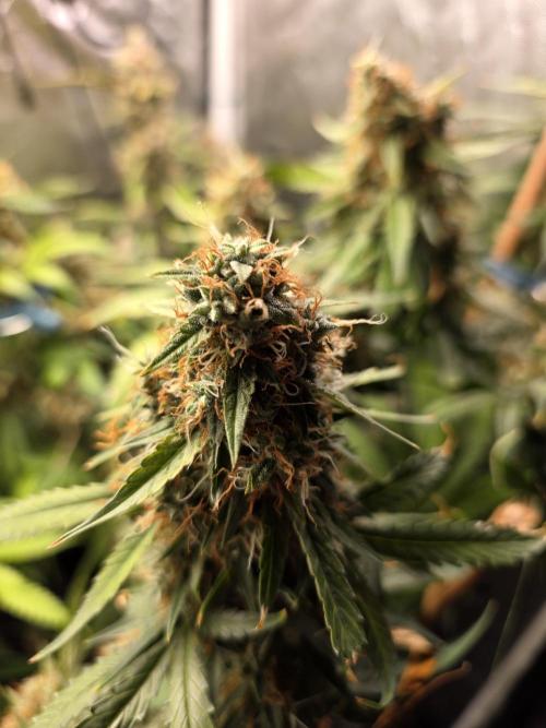 [2nd Run] Sweet Cheese Auto. Week 13
