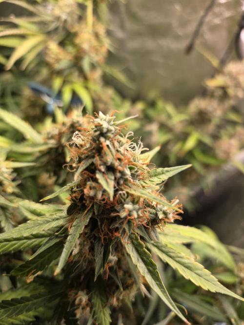 [2nd Run] Sweet Cheese Auto. Week 13