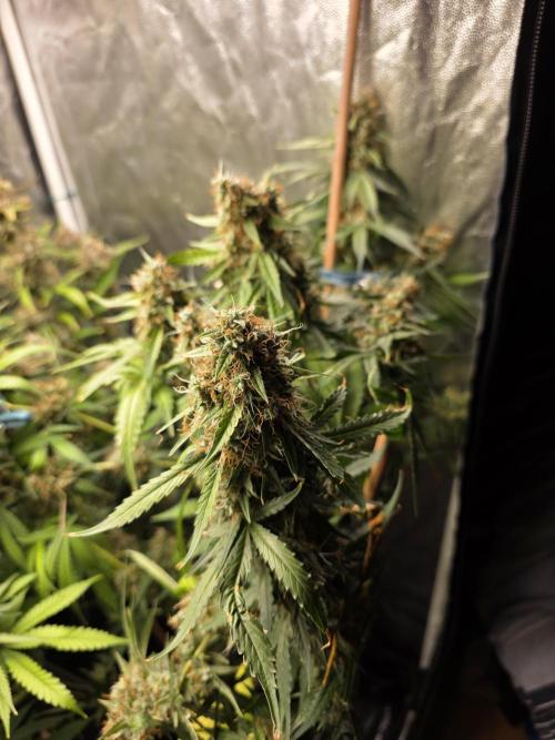 [2nd Run] Sweet Cheese Auto. Week 13