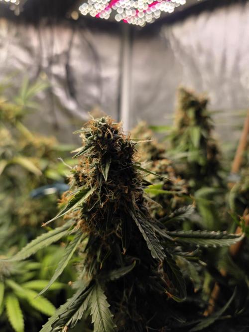 [2nd Run] Sweet Cheese Auto. Week 13