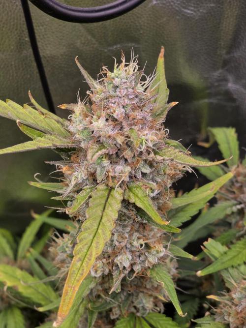 Bruce Banner Auto. Week 13